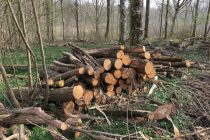 Affouages en forêt communale